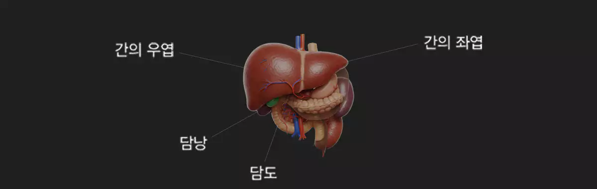 간비대-hepatomegaly