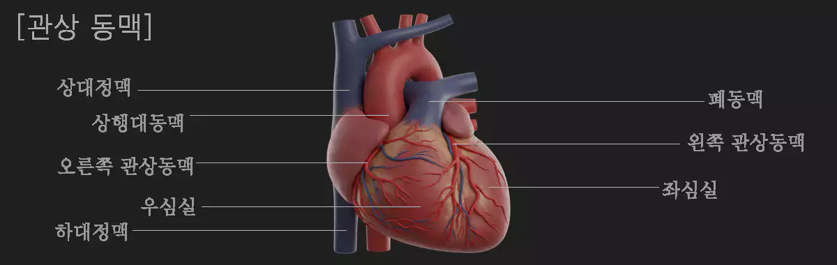 관상-동맥-구조