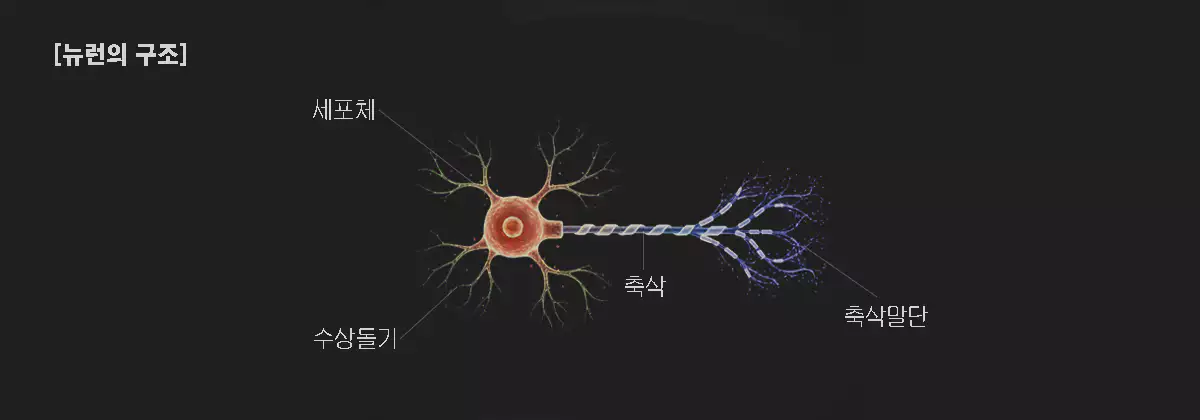 뉴런 구조 다이어그램
