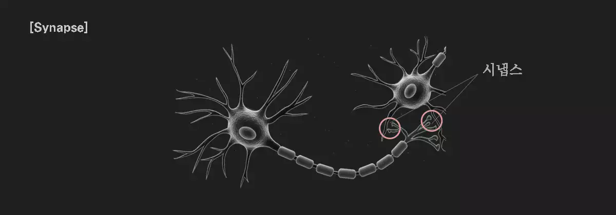 시냅스 구조 다이어그램